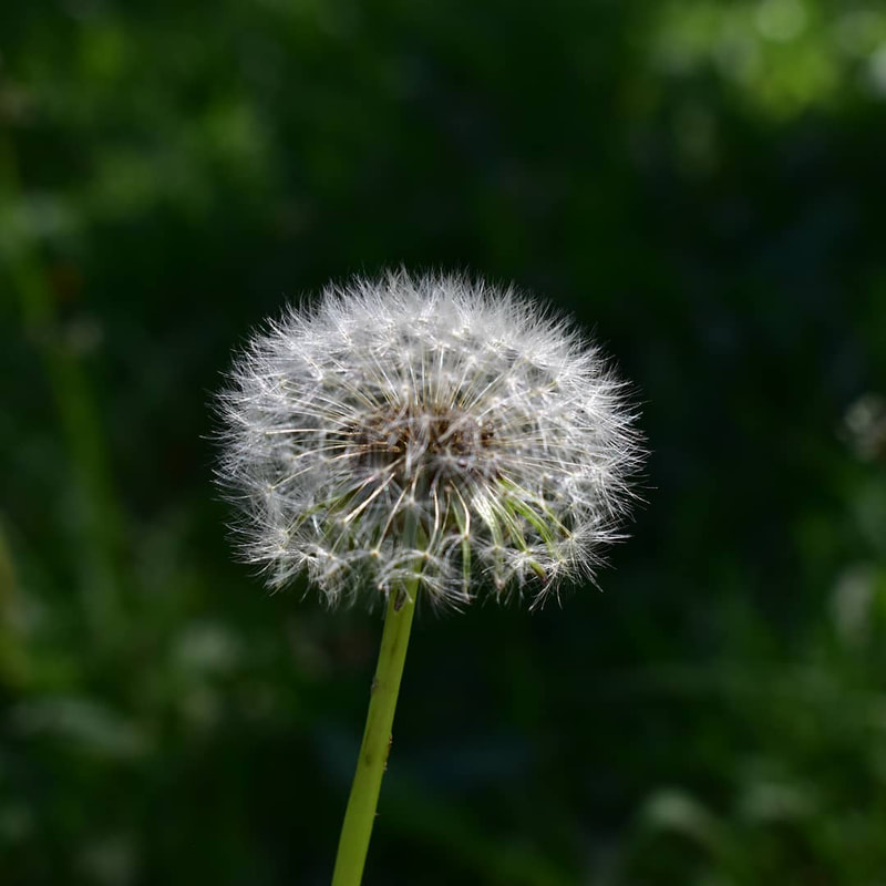 Dandelions