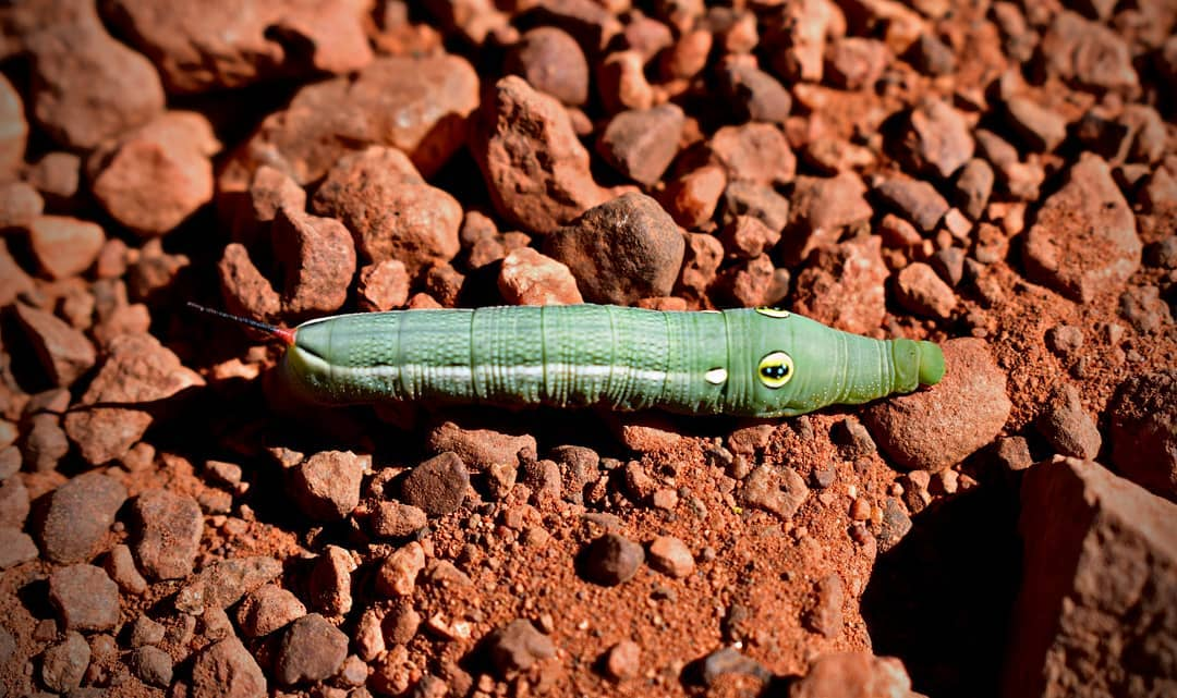 Caterpillar