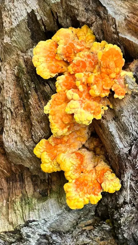 Chicken Of The Woods Chicken Of The Woods